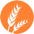 gluten
