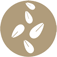 sesamo
